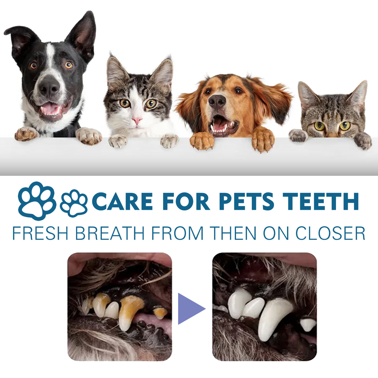Pet Oral Cleaning Spray, Cats And Dogs Remove Tartar And Bad Breath Fresh Mouth Care Spray - V.I.P Digital Presence
