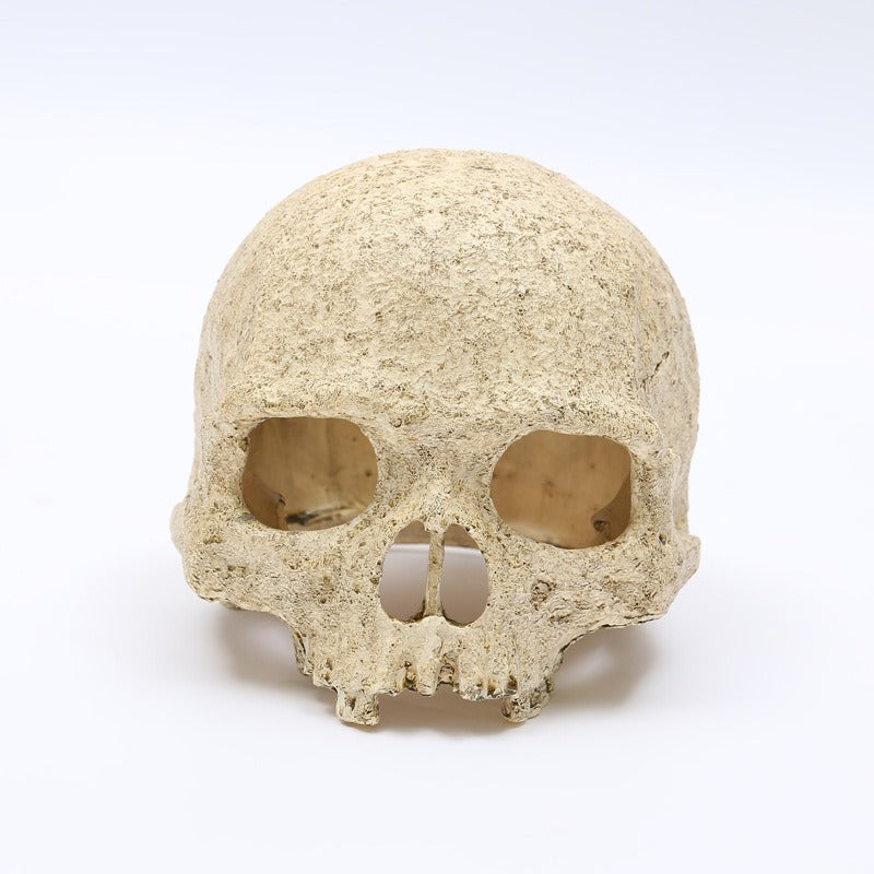 Skeleton Head Resin Skull Landscape Decoration Pet Water Plant Landscape Decoration - V.I.P Digital Presence
