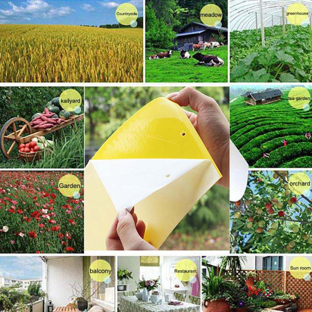 Double sidedStrong Flies Traps Bugs Sticky Board Catching Aphid Insects Killer fly Control Whitefly Thrip Leafminer Glue Sticker - V.I.P Digital Presence