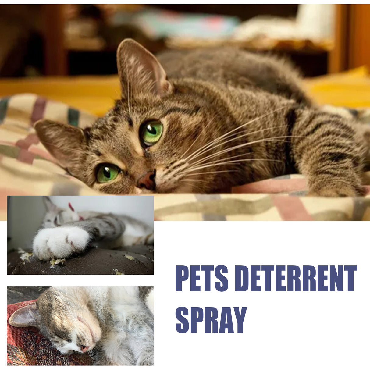 Pet Anti-Scratch Spray Exclusion Zone Set Up Spray Cat And Dog Scratching Door Sofa Anti-Scratch Solution - V.I.P Digital Presence