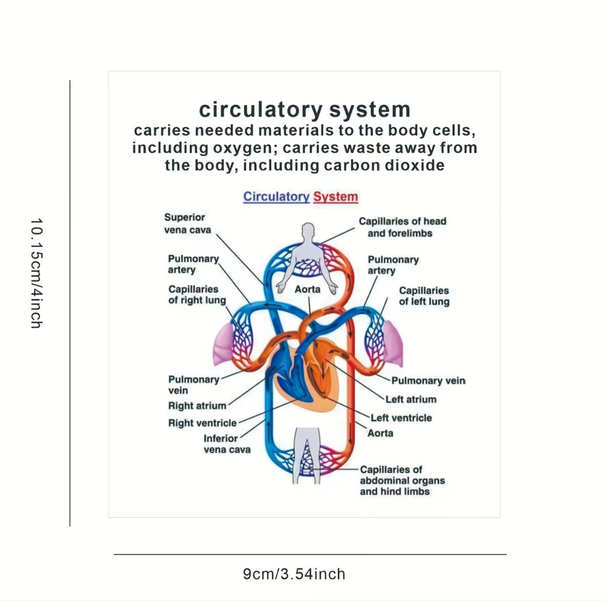 AnatoLearn Flash Cards