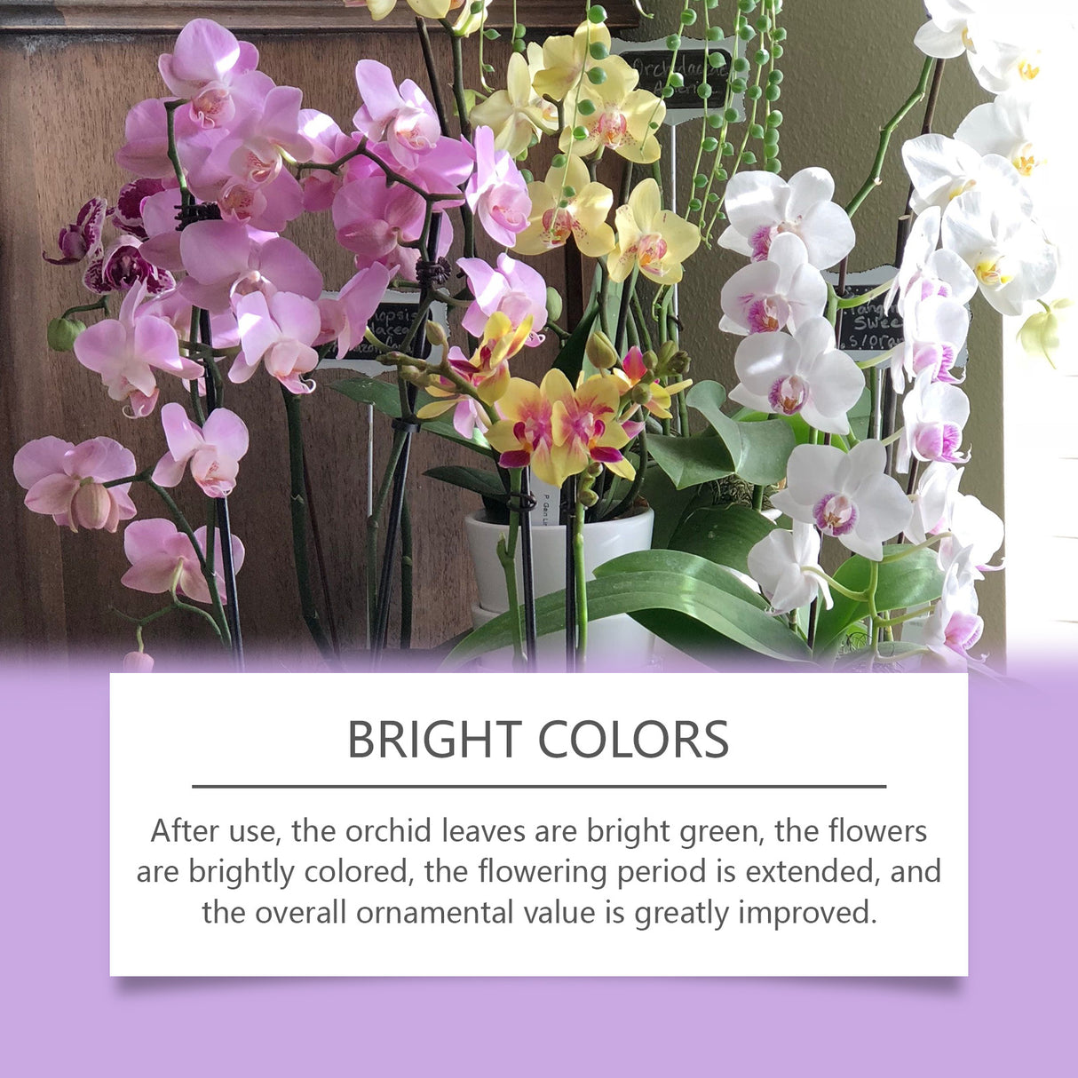 Orchid Plant Growth Agent Flower Green Plant Special Nutrient Solution For Orchid Pot Common - V.I.P Digital Presence