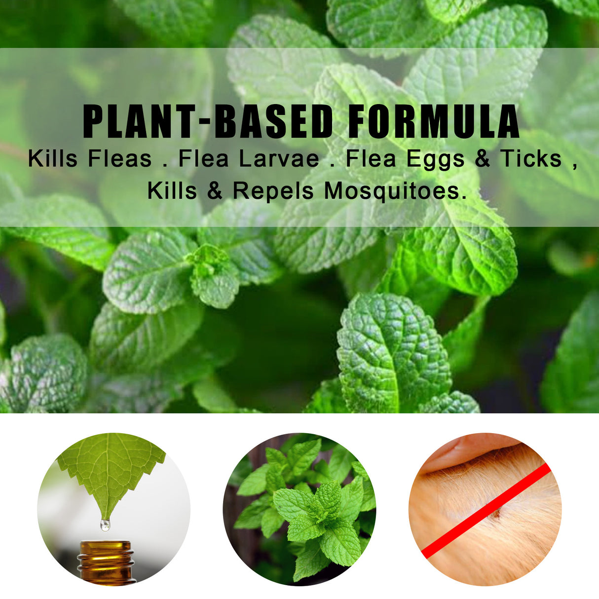 Peppermint Pet Repellent Spray, Dog Mite Spray Pet Mite Fungus Spray For Cats And Dogs - V.I.P Digital Presence