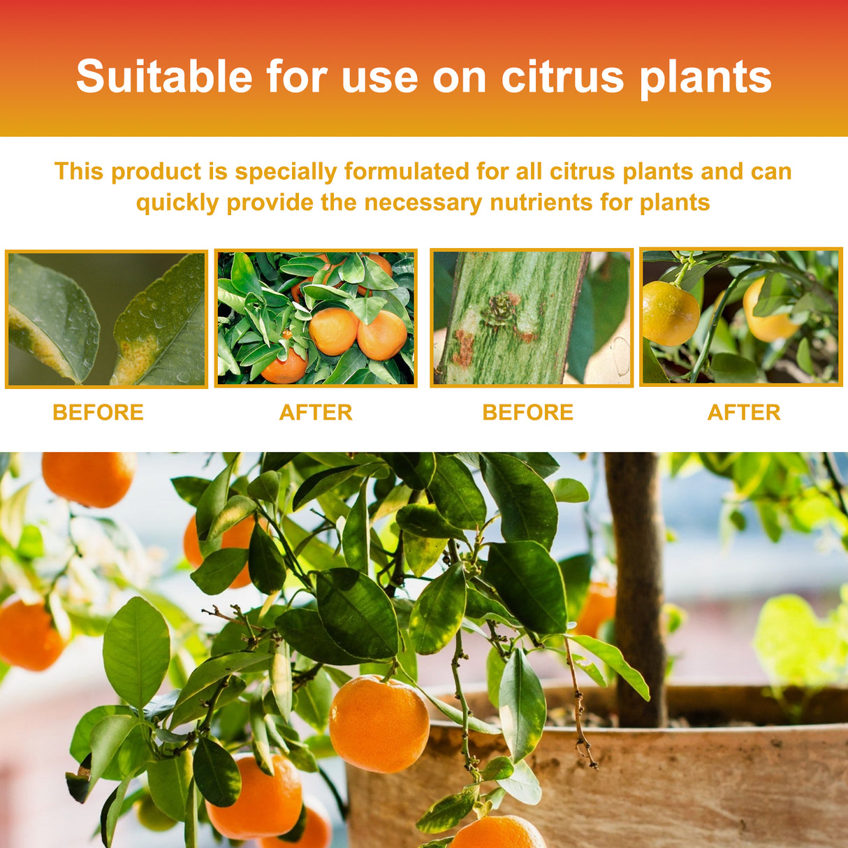 Premium 3-1-2 Liquid Fertilizer Concentrate For Citrus Trees, Orange Fruit Tree Plant Root Green Leaf Beauty Fruit Growth Nutrient Solution - V.I.P Digital Presence
