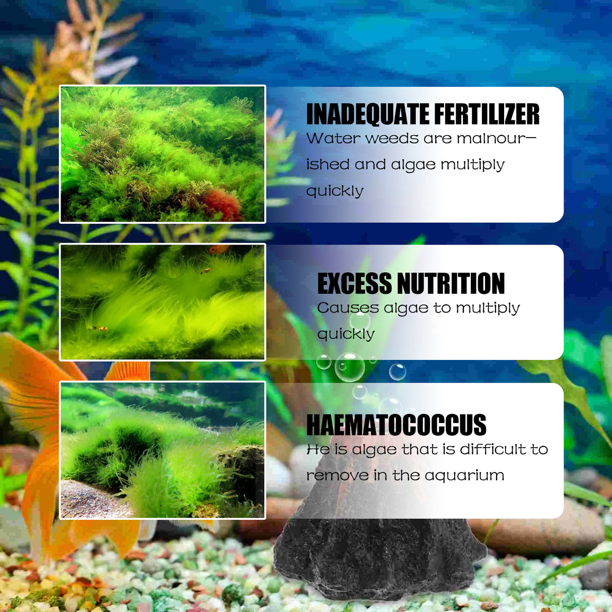 Dealgal Lichen, Aquarium Cleaning Agent Algae Removal Moss Fish Tank Moss Removal Agent Algae Removal From Green Water - V.I.P Digital Presence
