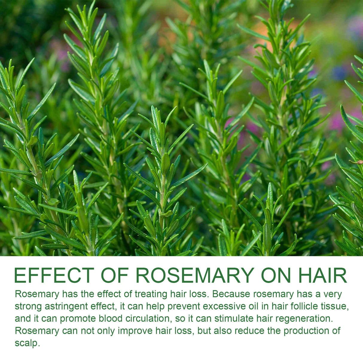 Rosemary Shampoo, Prevents Hair Loss Oil Control Fluffy And Smooth Shampoo - V.I.P Digital Presence