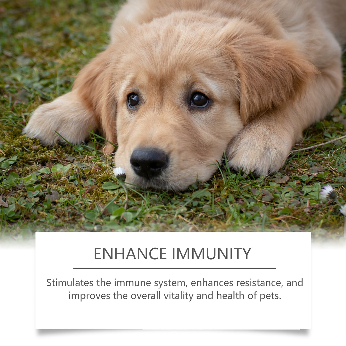 Food Supplement For Dogs, Immune-Boosting Healthy Dietary Supplement For Dogs - V.I.P Digital Presence