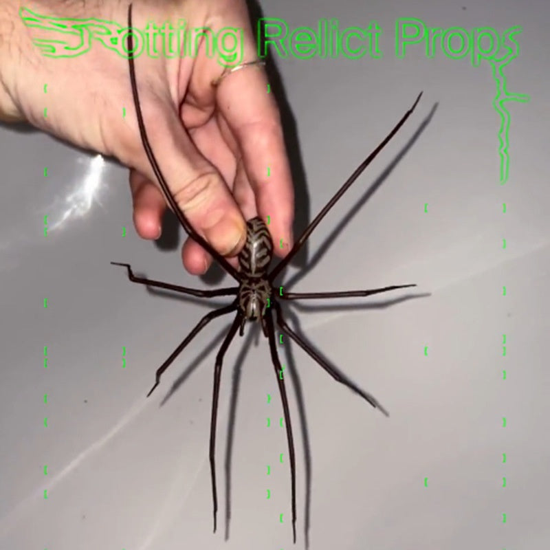 Plastic Spider as Decoration - Novelty Ornament - V.I.P Digital Presence