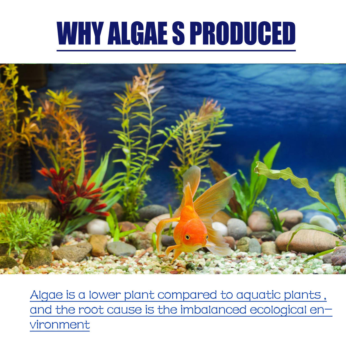 Dealgal Lichen, Aquarium Cleaning Agent Algae Removal Moss Fish Tank Moss Removal Agent Algae Removal From Green Water - V.I.P Digital Presence