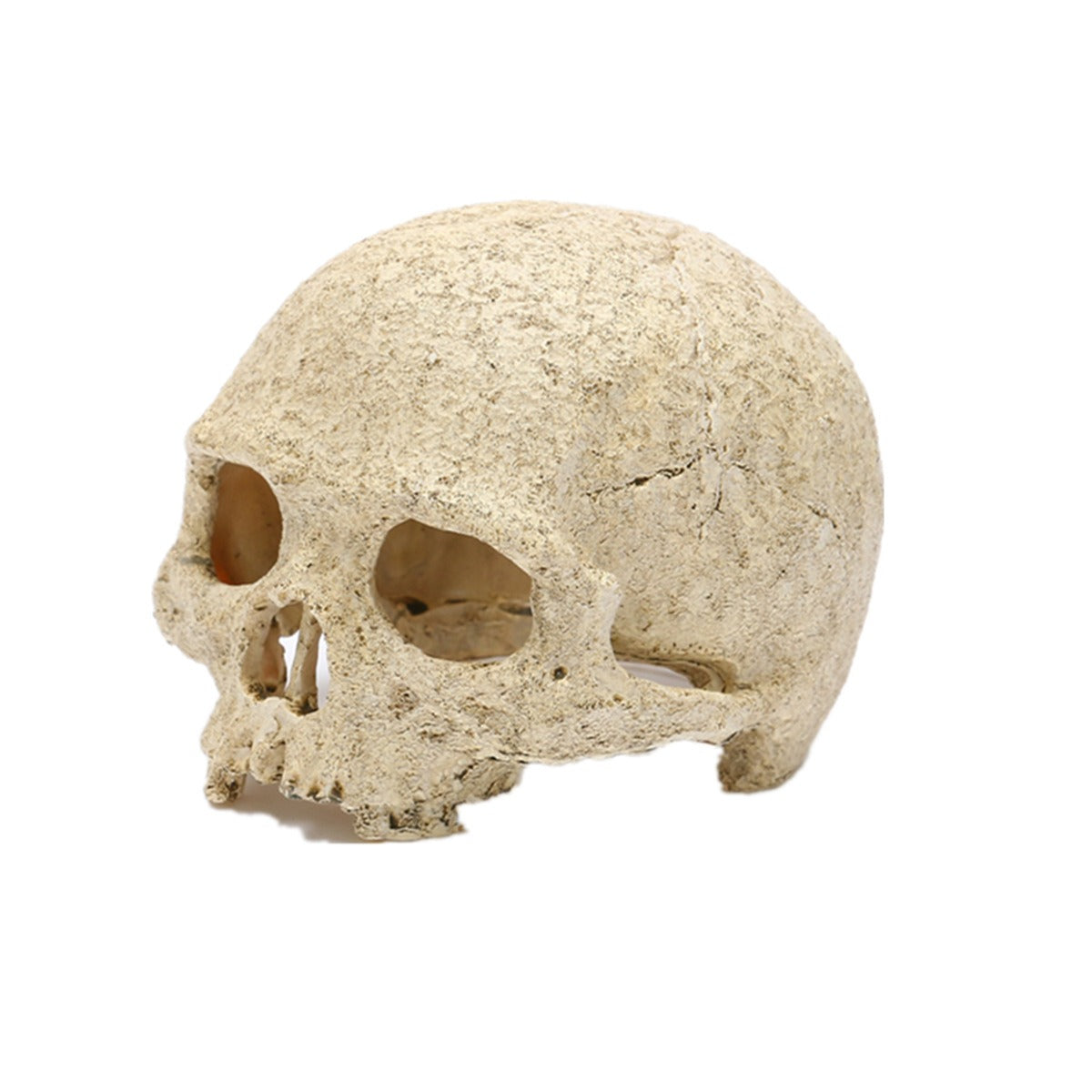 Skeleton Head Resin Skull Landscape Decoration Pet Water Plant Landscape Decoration - V.I.P Digital Presence