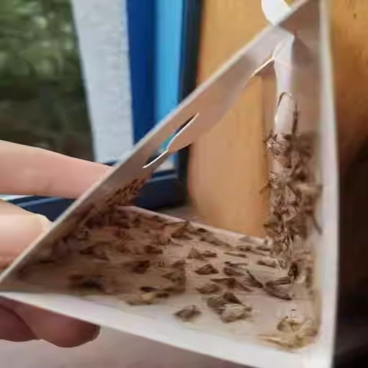 Hot sell pheromone moth trap high effective pantry moth traps eco-friendly moth traps - V.I.P Digital Presence