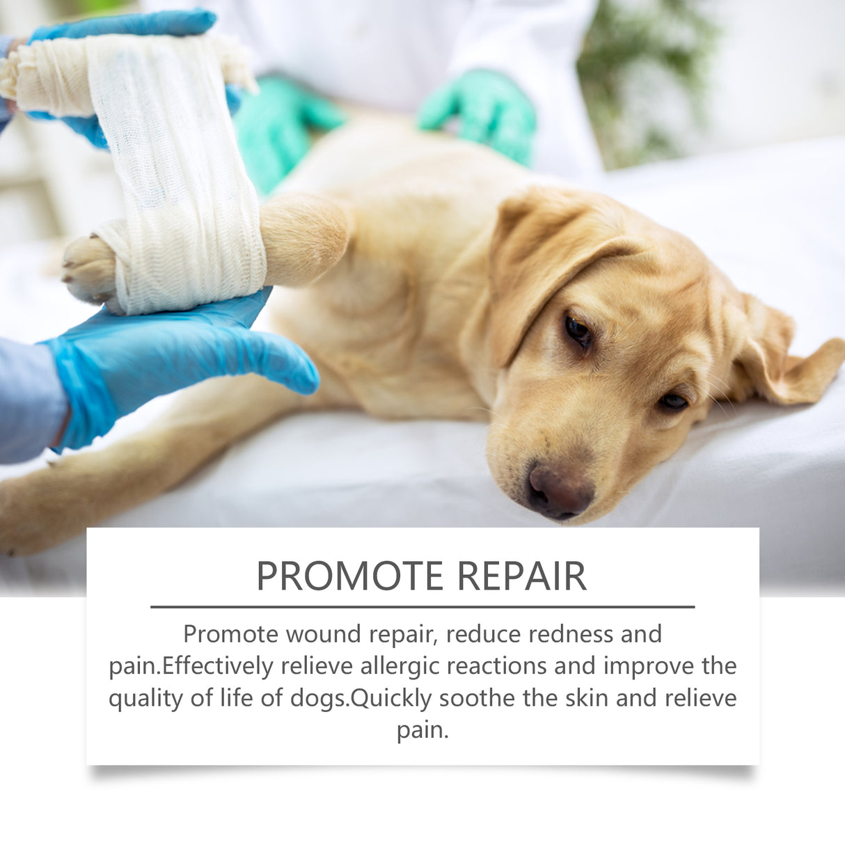 Dog Care Spray, Clean Dog Care Pet Plant Essence Skin Care Spray - V.I.P Digital Presence