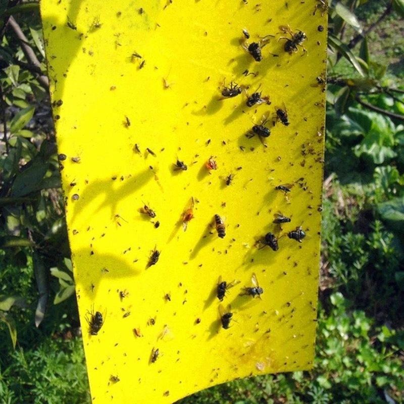 Double sidedStrong Flies Traps Bugs Sticky Board Catching Aphid Insects Killer fly Control Whitefly Thrip Leafminer Glue Sticker - V.I.P Digital Presence
