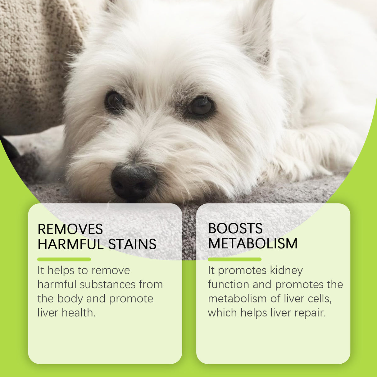 Dog Care Drops, A Comprehensive Healthy Dietary Supplement To Enhance Nutrition And Rejuvenate Dogs - V.I.P Digital Presence