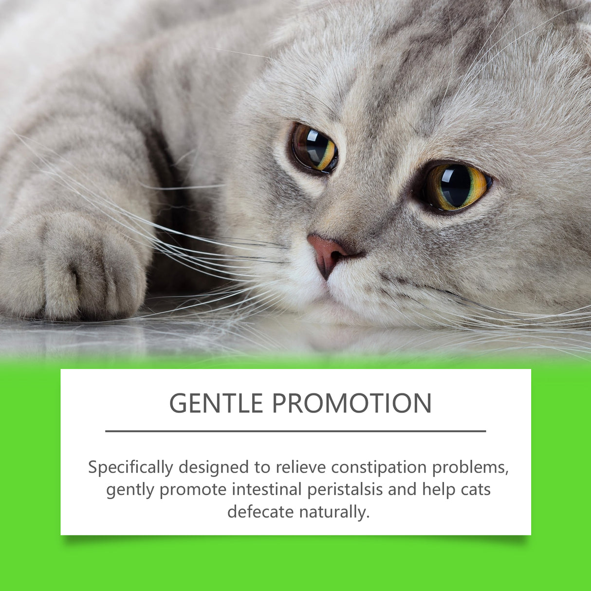 Cats With Probiotic Drops, Care For Cats Health And Vitality Care Absorb Nutritional Supplements - V.I.P Digital Presence