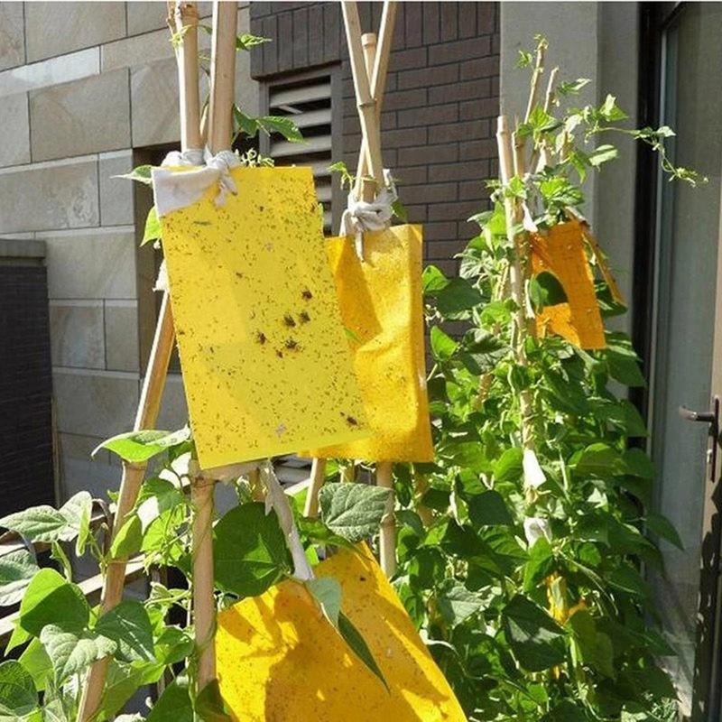 Double sidedStrong Flies Traps Bugs Sticky Board Catching Aphid Insects Killer fly Control Whitefly Thrip Leafminer Glue Sticker - V.I.P Digital Presence