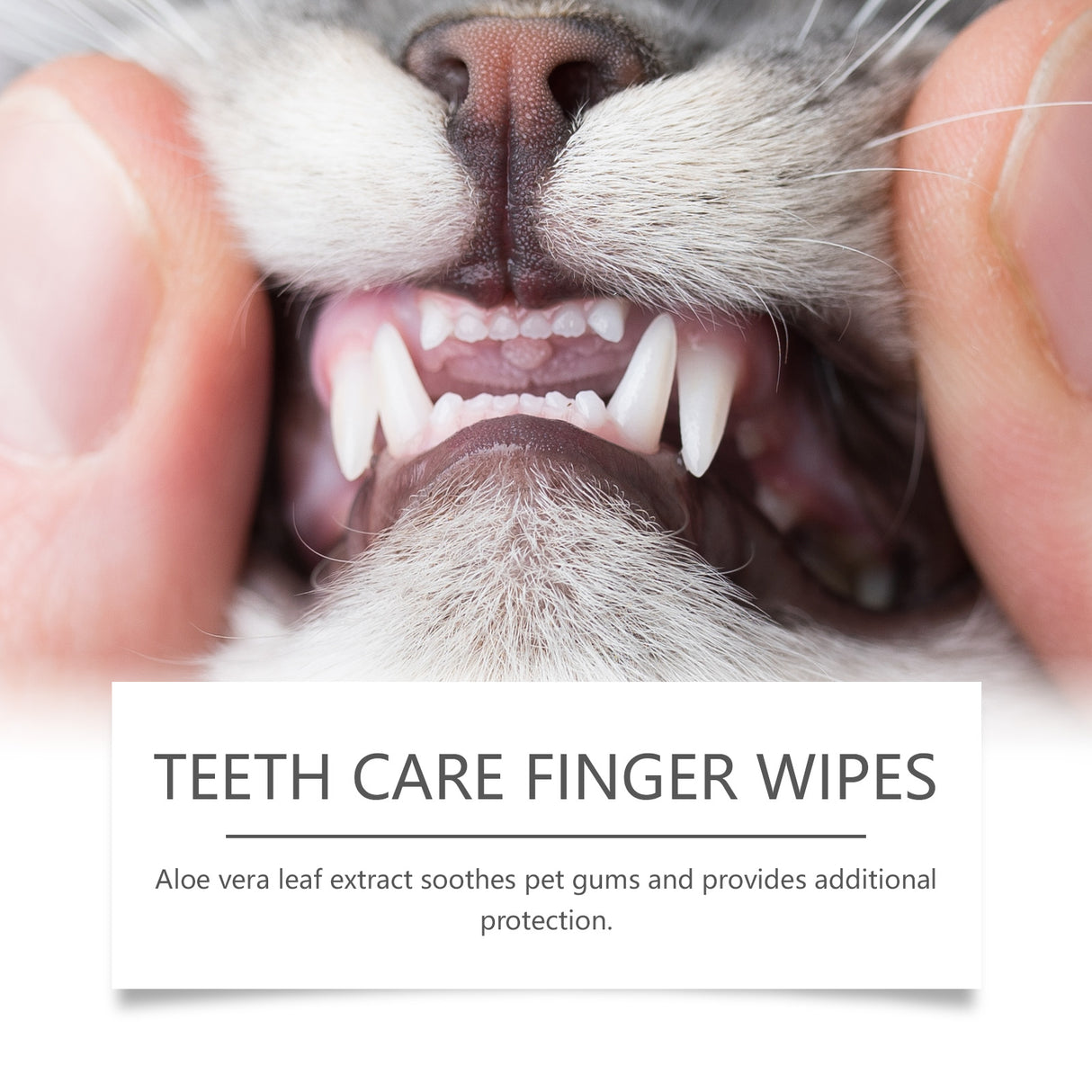 Dog And Cat Tooth Wipes, Pet Dog Mild Tooth Cleaning Tartar Stains Fresh Breath Wipes - V.I.P Digital Presence