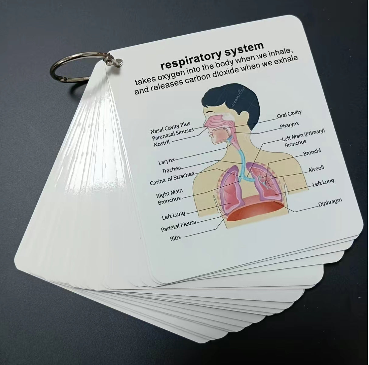 AnatoLearn Flash Cards