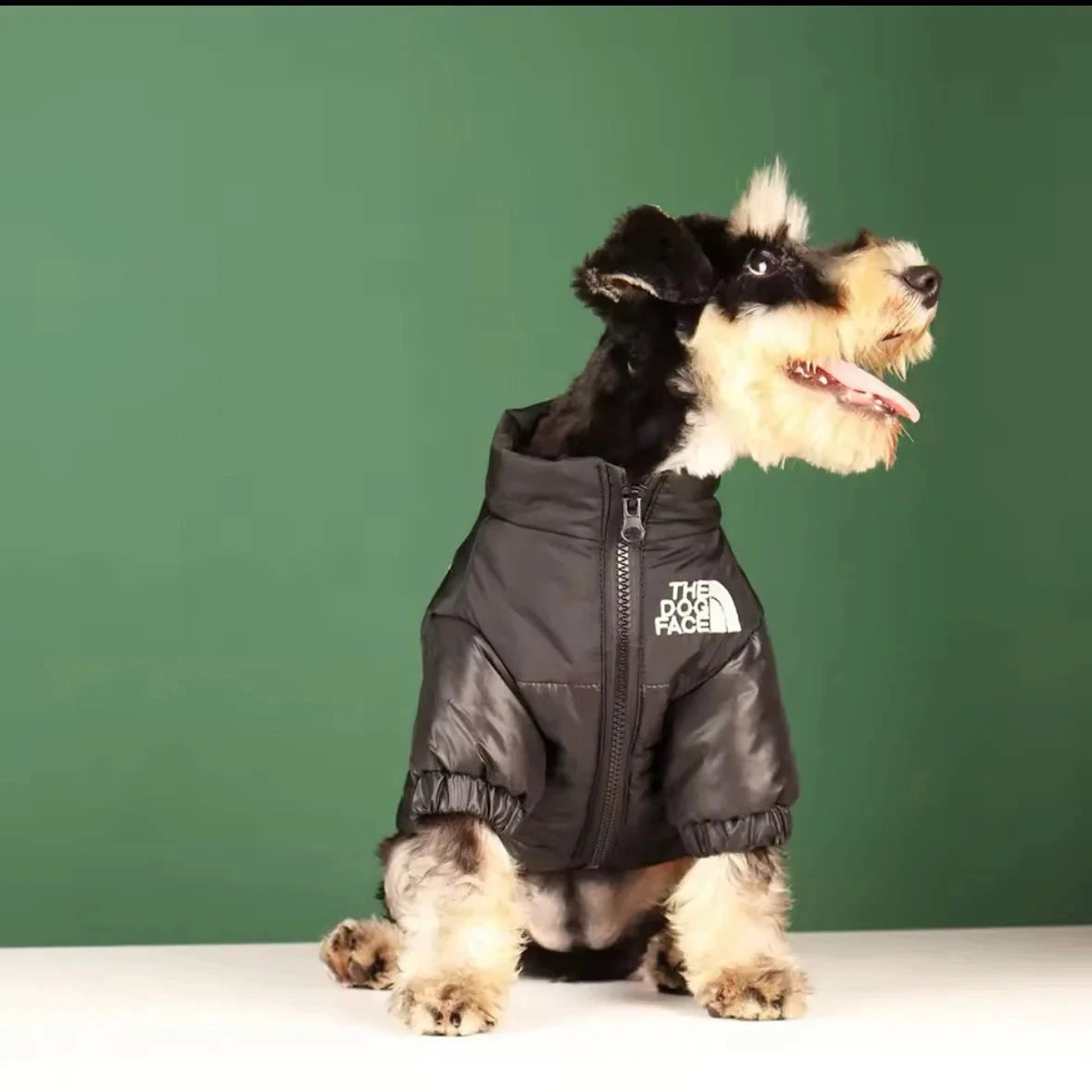Puffer Dog Jacket - V.I.P Digital Presence