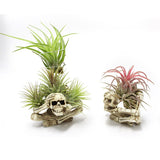 Skeleton air pineapple bracket ornament resin home courtyard ghost head - V.I.P Digital Presence