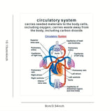 AnatoLearn Flash Cards