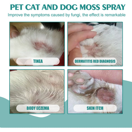 Pet Skin Medicine Spray, Cats And Dogs To Remove Mite Skin Itching To Remove Red Hair To Itch - V.I.P Digital Presence