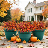 EcoBloom Outdoor Flower Set