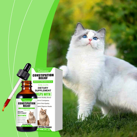 Cats With Probiotic Drops, Care For Cats Health And Vitality Care Absorb Nutritional Supplements - V.I.P Digital Presence