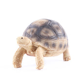 Turtle fish tank shaped handicraft resin ornaments - V.I.P Digital Presence