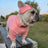 Pet Clothing Trendy Brand Street Dog Clothes Fighting Teddy Schnauzer Bottom Coat Hat Set - V.I.P Digital Presence