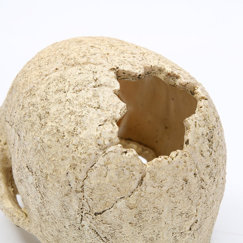 Skeleton Head Resin Skull Landscape Decoration Pet Water Plant Landscape Decoration - V.I.P Digital Presence