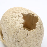 Skeleton Head Resin Skull Landscape Decoration Pet Water Plant Landscape Decoration - V.I.P Digital Presence