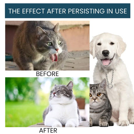 Pet Immune Oral Drops, Special Nutritional And Immune Health Drops For Cats And Dogs - V.I.P Digital Presence