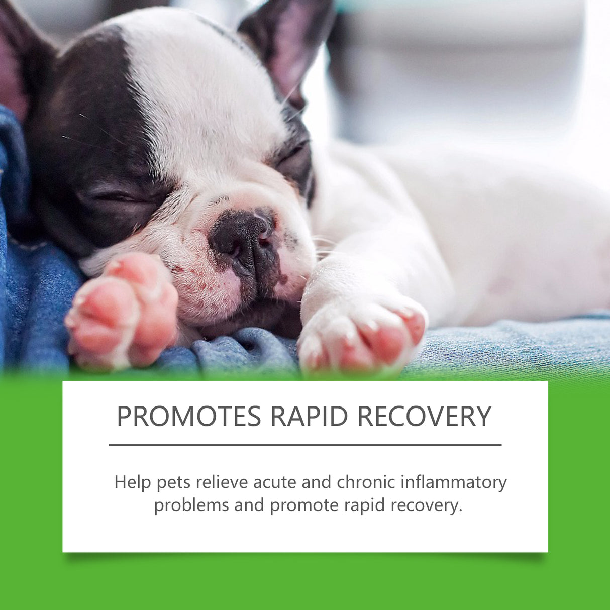 Dietary Supplements For Dogs, To Promote Pet Health Pet Dogs Special Dietary Supplements - V.I.P Digital Presence