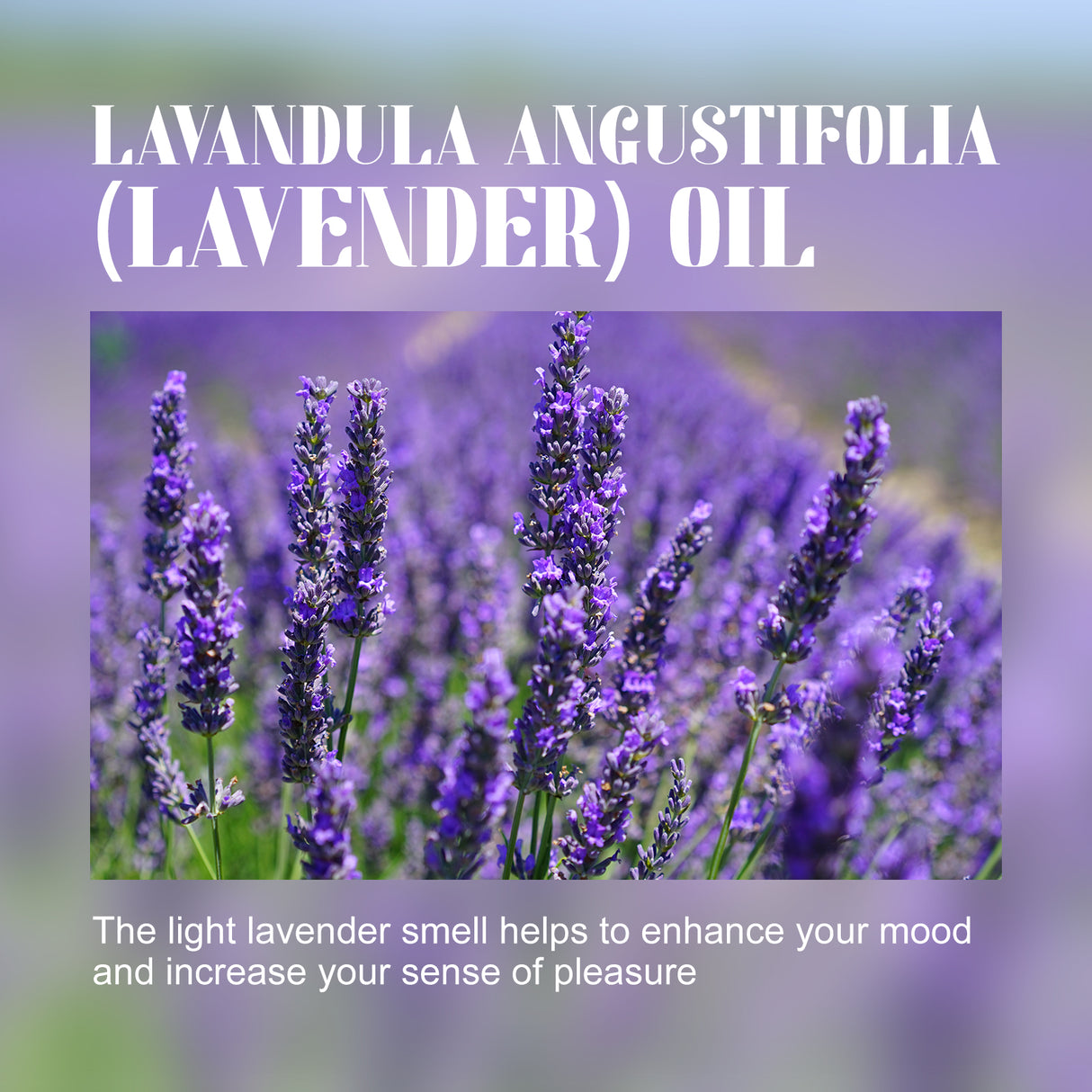 Lavender Essential Oil, Skin Moisturizing Whitening Beauty Firming Skin Relaxing Body Massage Essential Oil - V.I.P Digital Presence