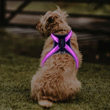 Pet supplies: explosion - proof, flushable, 8 - gear, color - changing LED, chest braces, clothes and collars with traction. - V.I.P Digital Presence