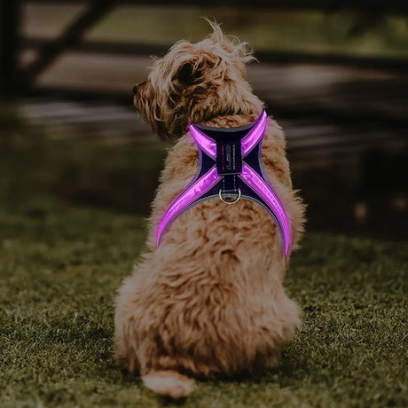 Pet supplies: explosion - proof, flushable, 8 - gear, color - changing LED, chest braces, clothes and collars with traction. - V.I.P Digital Presence