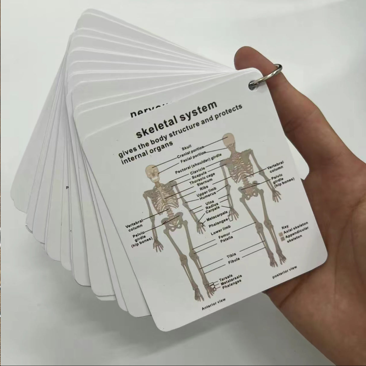 AnatoLearn Flash Cards