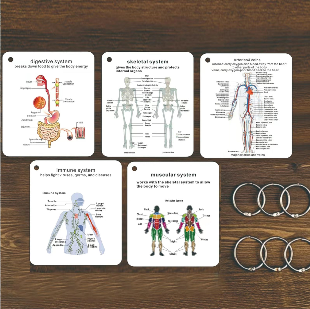 AnatoLearn Flash Cards