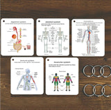 AnatoLearn Flash Cards