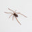 Plastic Spider as Decoration - Novelty Ornament - V.I.P Digital Presence