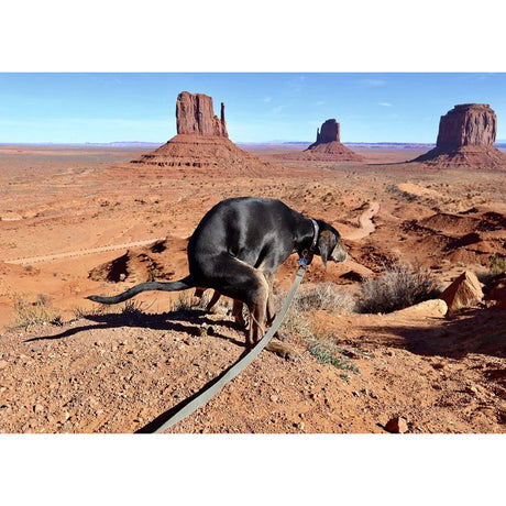 2021 Pooping Pooches Calendar White Elephant Gag Gift Calendar 2021 Calendar Poster Retro Decor Painting - V.I.P Digital Presence