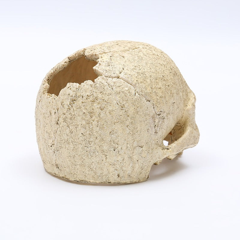 Skeleton Head Resin Skull Landscape Decoration Pet Water Plant Landscape Decoration - V.I.P Digital Presence