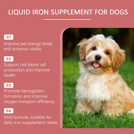 Pet Dog Syrup Pampers Pet Dogs With Gentle Ingredients To Help Absorb Care Supplements - V.I.P Digital Presence