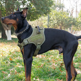 Tactical dog vest: for large dogs (German Shepherd, Golden Retriever) – training, military-style accessories. - V.I.P Digital Presence