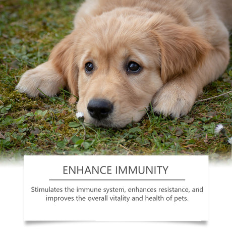 Food Supplement For Dogs, Immune-Boosting Healthy Dietary Supplement For Dogs - V.I.P Digital Presence