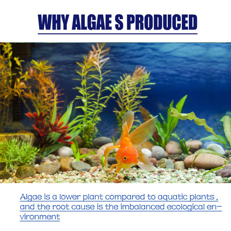 Dealgal Lichen, Aquarium Cleaning Agent Algae Removal Moss Fish Tank Moss Removal Agent Algae Removal From Green Water - V.I.P Digital Presence
