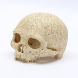 Skeleton Head Resin Skull Landscape Decoration Pet Water Plant Landscape Decoration - V.I.P Digital Presence