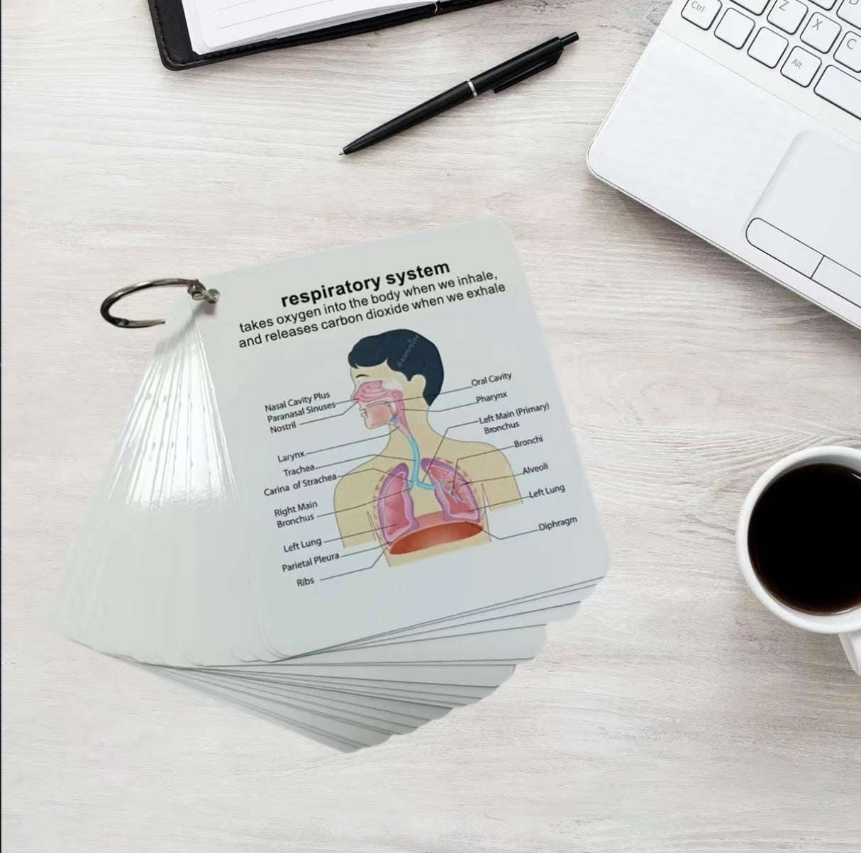 AnatoLearn Flash Cards