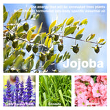 Beauty Ball Essential Oil, Firming Plump Massage Beauty Breast Care Essential Oil